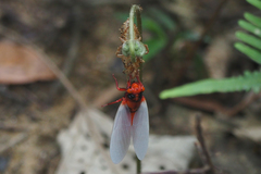 Huechys sanguinea