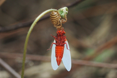 Huechys sanguinea