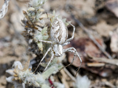 Oxyopes globifer