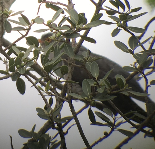 African Cuckoo (Cuculus gularis), photo 10