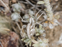 Oxyopes globifer