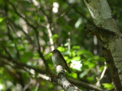 Muscicapa griseisticta