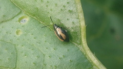 Phyllotreta striolata