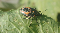 Eocanthecona furcellata