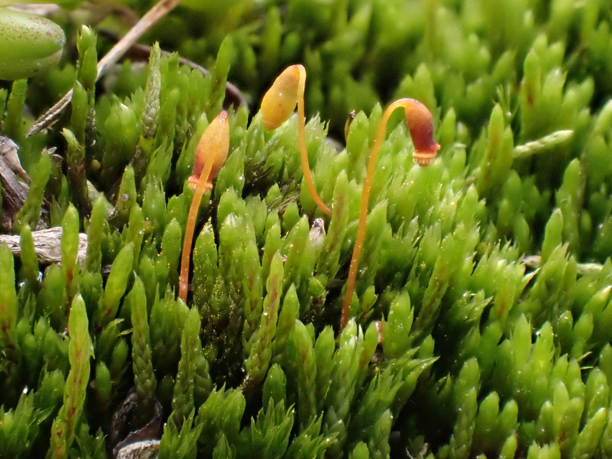 Pohlia obtusifolia