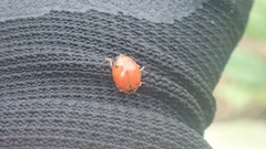 Harmonia octomaculata