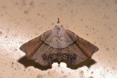 Esthlodora versicolor