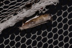 Xylorycta melaleucae