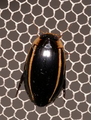 Hydaticus quadrivittatus