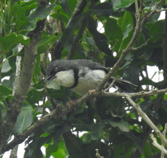 Apalis thoracica claudei