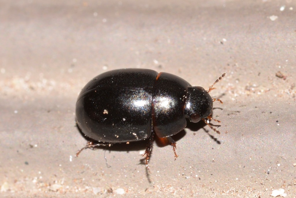 Coelostoma fabricii