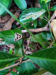 Tephriopis divulsa