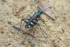 Cosmodela aurulenta juxtata