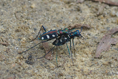Cosmodela aurulenta juxtata