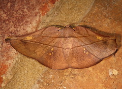 Xenomusa metallica