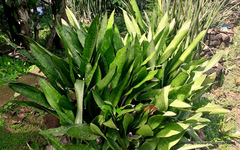 Sansevieria raffillii