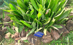 Sansevieria raffillii