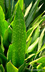 Sansevieria raffillii