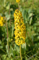 Ligularia macrophylla