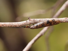 Archichauliodes guttiferus