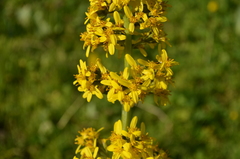 Ligularia macrophylla
