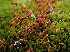 Pohlia obtusifolia