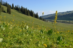 Ligularia macrophylla