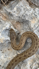 Macroprotodon mauritanicus