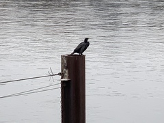 Phalacrocorax carbo