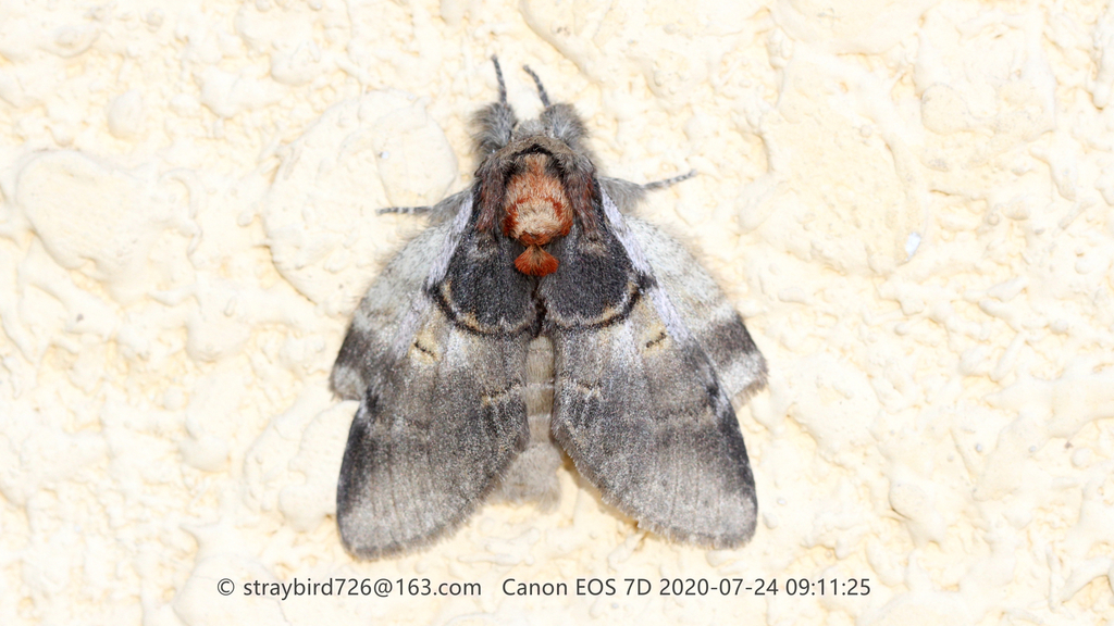 Peridea grahami