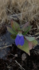 Cynarospermum asperrimum