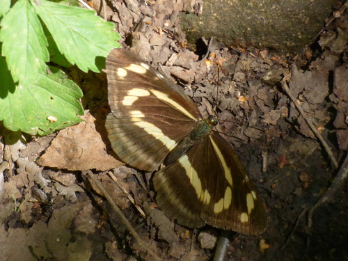 Neptis themis