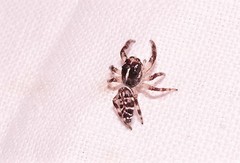 Sandalodes bipenicillatus