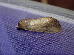 Tachosa brunnescens