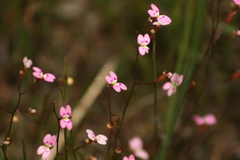 Stylidium caespitosum