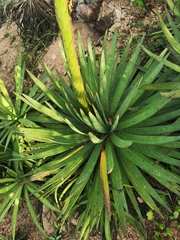Agave colimana