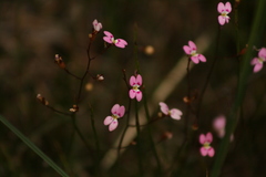 Stylidium caespitosum