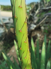 Agave colimana