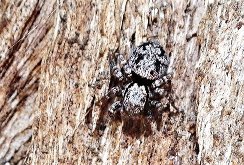 Dirty Jumping Spider
