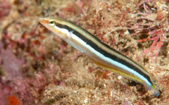 Aspidontus dussumieri