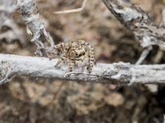 Aelurillus dubatolovi