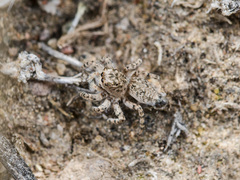 Aelurillus dubatolovi