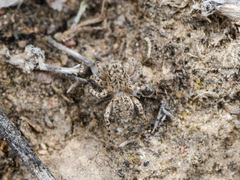 Aelurillus dubatolovi