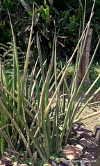Sansevieria cylindrica