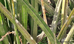 Sansevieria cylindrica
