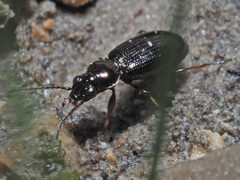 Bembidion properans