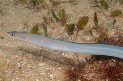 Conger wilsoni