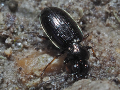 Bembidion properans