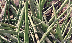 Sansevieria cylindrica