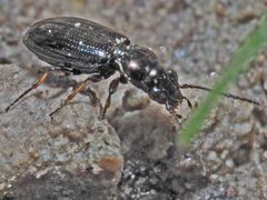 Bembidion properans